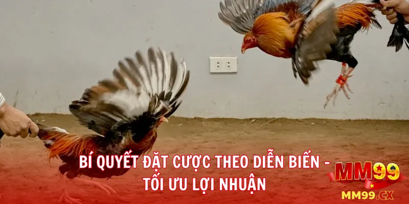 Đá gà cựa tre MM99: Chiến thuật đặt cược theo kèo chuẩn xác 3 Bí quyết đặt cược theo diễn biến – tối ưu lợi nhuận