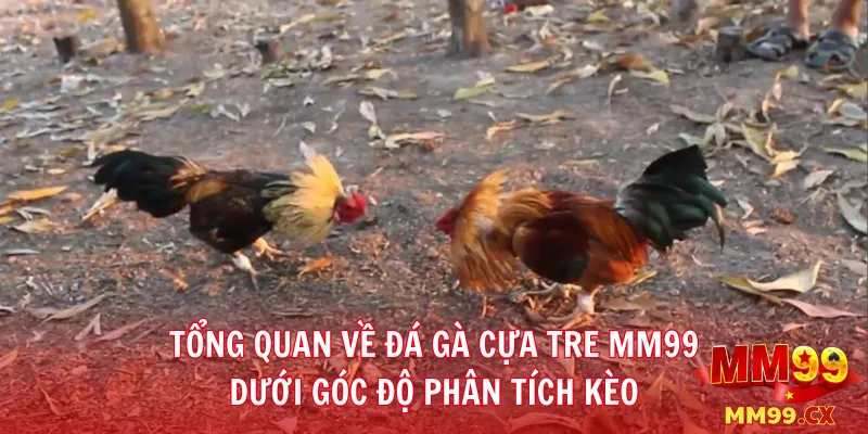 Đá gà cựa tre MM99: Chiến thuật đặt cược theo kèo chuẩn xác 2 Tổng quan về đá gà cựa tre MM99 dưới góc độ phân tích kèo